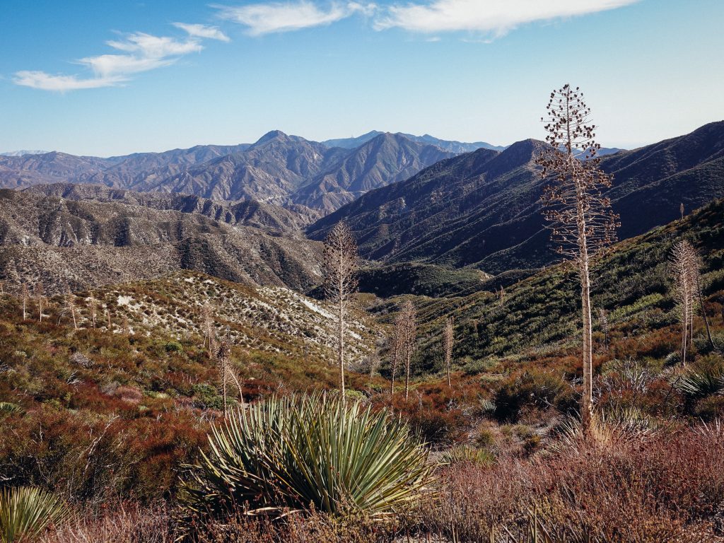 Desert landscape