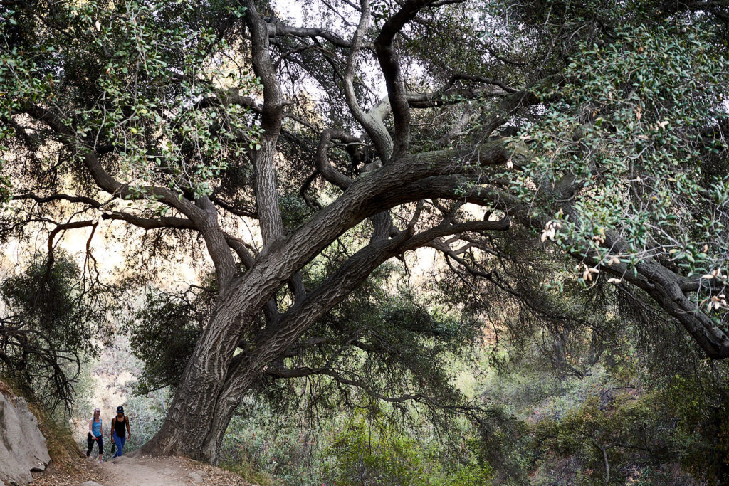 Many grand, old oak trees in El Prieto Canyon cover the trail with valuable shade.