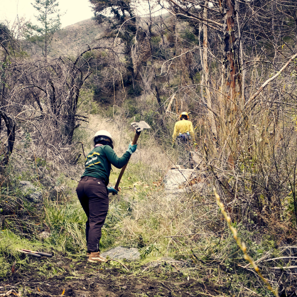 Volunteer racking back brush.