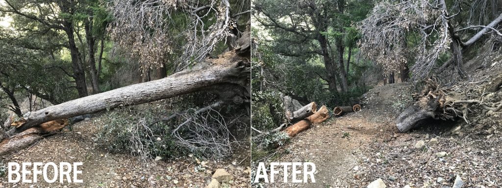 Chainsaw on the Gabrielino Trail