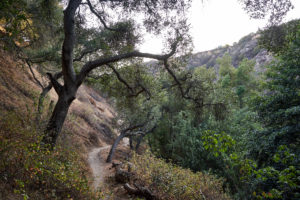 El Prieto Trail is one of the most popular singletracks in the forest