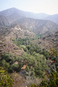 El Prieto Canyon below Brown Mtn