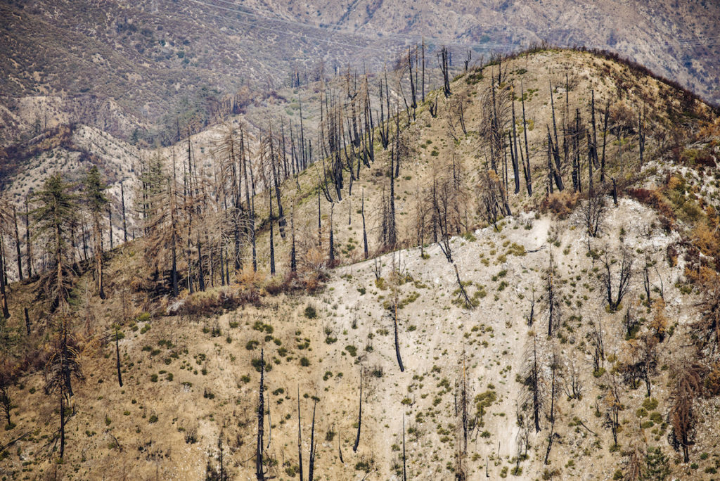 Bobcat Fire Trail Restoration