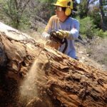 Trail volunteer sawing a log.