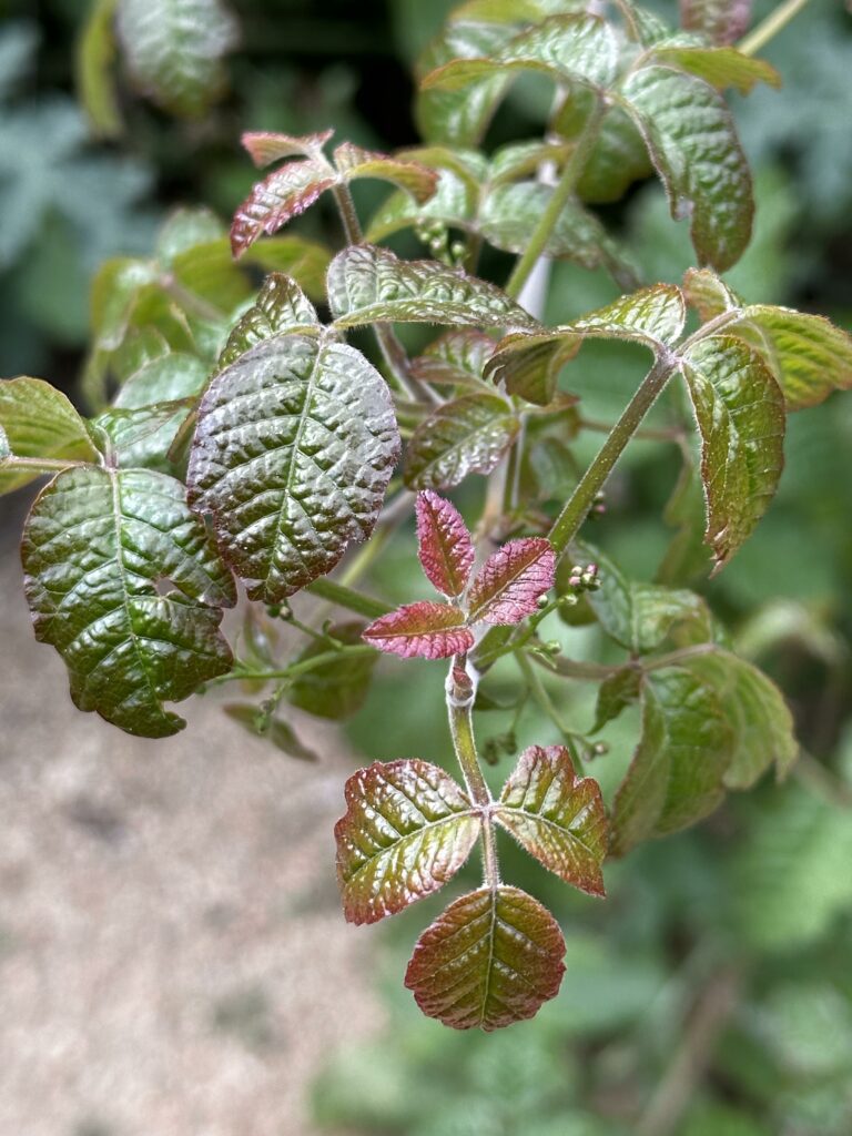 Our dreaded Poison Oak & Poodle Dog Bush