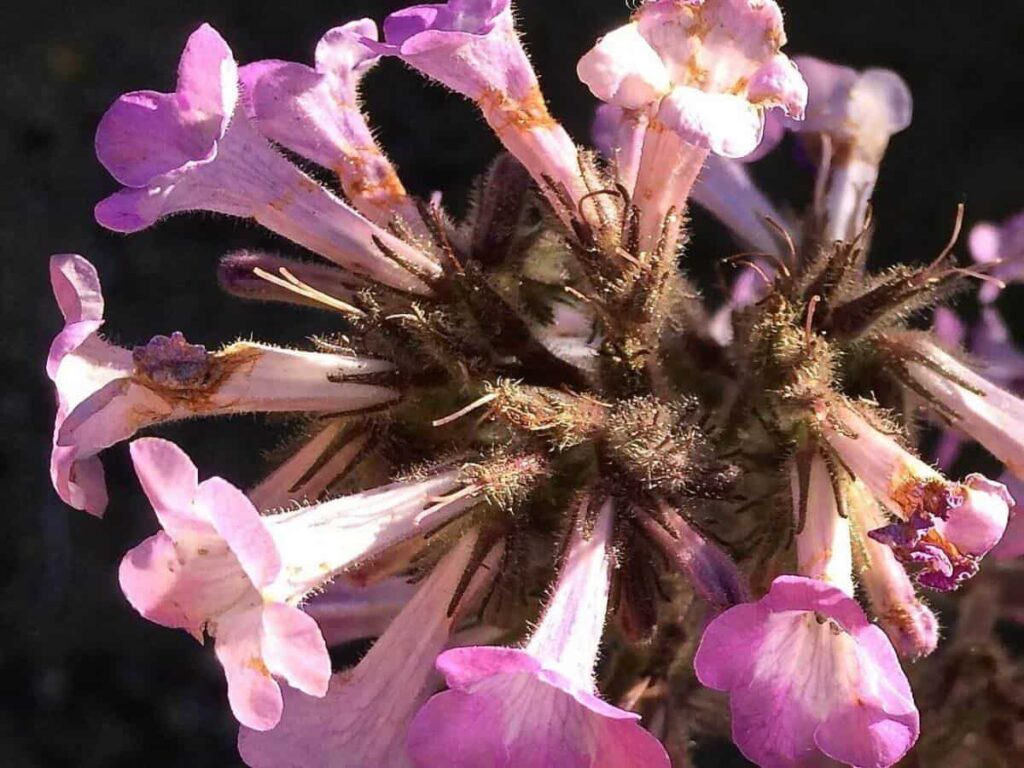 Purple flowers of Poodle Dog Bush